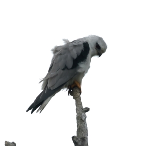 Elanus axillaris at Throsby, ACT - 1 Oct 2021