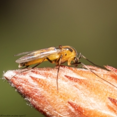 Chironomidae (family) (Non-biting Midge) at Macgregor, ACT - 2 Oct 2021 by Roger