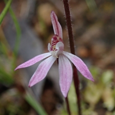 Caladenia fuscata (Dusky Fingers) at Cotter Reserve - 2 Oct 2021 by Laserchemisty