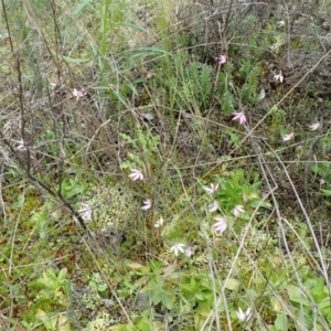 Caladenia fuscata at Coree, ACT - 2 Oct 2021