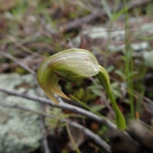 Pterostylis nutans at Coree, ACT - 2 Oct 2021