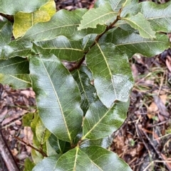 Unidentified Plant at Monga, NSW - 2 Oct 2021 by Roymondo