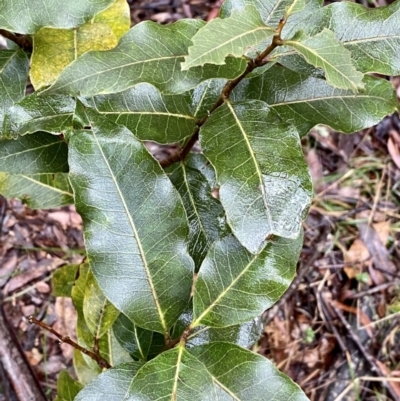 Unidentified Plant at Monga, NSW - 2 Oct 2021 by Roymondo