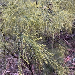 Exocarpos strictus at Monga, NSW - 2 Oct 2021