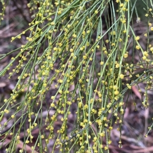 Exocarpos strictus at Monga, NSW - 2 Oct 2021