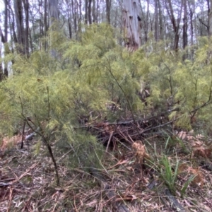 Exocarpos strictus at Monga, NSW - 2 Oct 2021