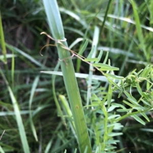 Vicia sp. at Belconnen, ACT - 2 Oct 2021