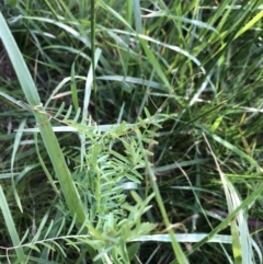 Vicia sp. at Belconnen, ACT - 2 Oct 2021 05:11 PM