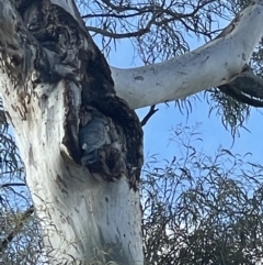 Callocephalon fimbriatum (Gang-gang Cockatoo) at O'Connor, ACT - 2 Oct 2021 by Radha