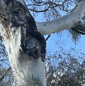 Callocephalon fimbriatum at O'Connor, ACT - suppressed