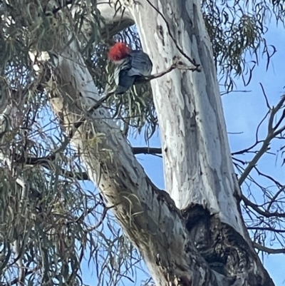 Callocephalon fimbriatum (Gang-gang Cockatoo) at O'Connor, ACT - 2 Oct 2021 by Radha