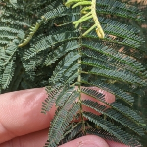 Acacia dealbata subsp. dealbata at Woomargama, NSW - 2 Oct 2021