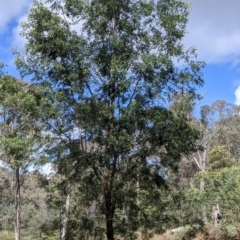 Acacia dealbata subsp. dealbata at Woomargama, NSW - 2 Oct 2021 11:22 AM