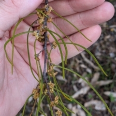 Acacia phasmoides (Phantom Wattle) at Woomargama National Park - 2 Oct 2021 by Darcy