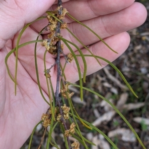Acacia phasmoides at suppressed - 2 Oct 2021