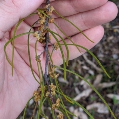 Acacia phasmoides (Phantom Wattle) at Talmalmo, NSW - 2 Oct 2021 by Darcy