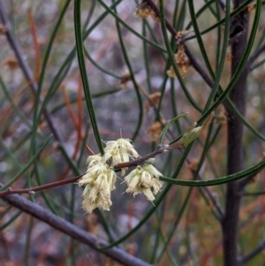 Acacia phasmoides at Talmalmo, NSW - suppressed