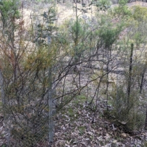 Acacia phasmoides at Talmalmo, NSW - suppressed