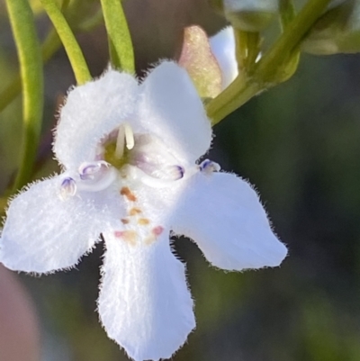 Prostanthera nivea var. nivea (Snowy Mint-bush) at Wanniassa Hill - 26 Sep 2021 by RAllen