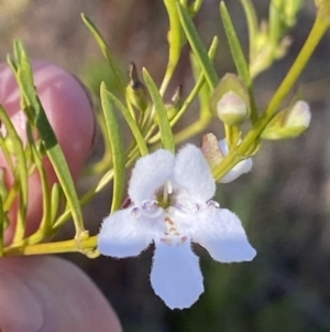 Prostanthera nivea var. nivea at Fadden, ACT - 26 Sep 2021