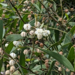 Acacia melanoxylon at Talmalmo, NSW - 2 Oct 2021