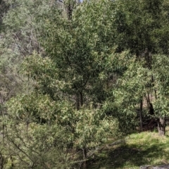 Acacia melanoxylon at Talmalmo, NSW - 2 Oct 2021