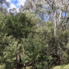 Acacia melanoxylon at Talmalmo, NSW - 2 Oct 2021