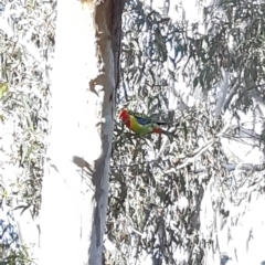 Platycercus eximius (Eastern Rosella) at Bruce Ridge to Gossan Hill - 2 Oct 2021 by alell