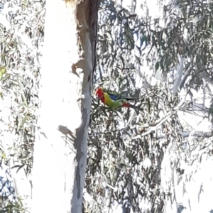 Platycercus eximius at Bruce, ACT - 2 Oct 2021