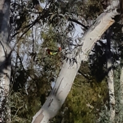 Platycercus eximius at Bruce, ACT - 2 Oct 2021