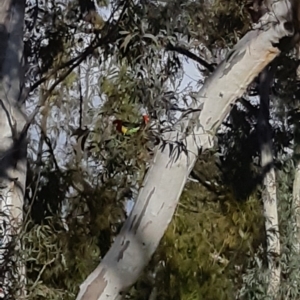 Platycercus eximius at Bruce, ACT - 2 Oct 2021