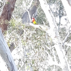 Platycercus eximius at Bruce, ACT - 2 Oct 2021