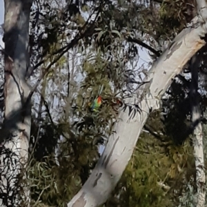 Platycercus eximius at Bruce, ACT - 2 Oct 2021