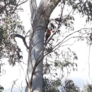 Platycercus eximius at Bruce, ACT - 2 Oct 2021