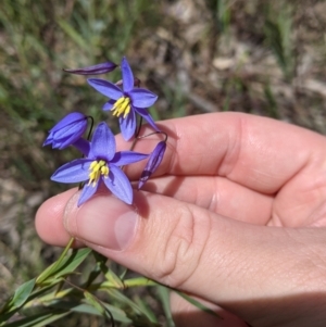 Stypandra glauca at Woomargama, NSW - 2 Oct 2021 11:42 AM