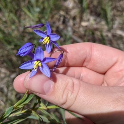 Stypandra glauca (Nodding Blue Lily) at Woomargama, NSW - 2 Oct 2021 by Darcy