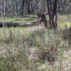 Stypandra glauca at Woomargama, NSW - 2 Oct 2021