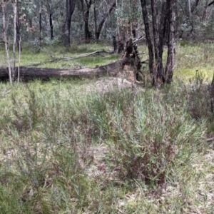 Stypandra glauca at Woomargama, NSW - 2 Oct 2021