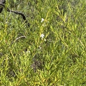 Prostanthera nivea var. nivea at Fadden, ACT - 2 Oct 2021 11:26 AM