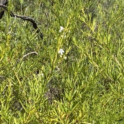 Prostanthera nivea var. nivea (Snowy Mint-bush) at Wanniassa Hill - 2 Oct 2021 by RAllen