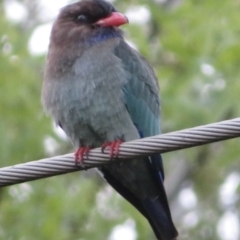 Eurystomus orientalis (Dollarbird) at Fyshwick, ACT - 2 Oct 2021 by RobParnell