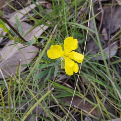 Hibbertia obtusifolia (Grey Guinea-flower) at Woomargama National Park - 2 Oct 2021 by Darcy