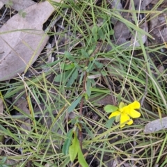 Hibbertia obtusifolia at Talmalmo, NSW - 2 Oct 2021