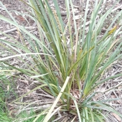 Lomandra longifolia (Spiny-headed Mat-rush, Honey Reed) at Bruce, ACT - 2 Oct 2021 by alell