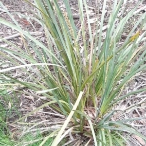 Lomandra longifolia at Bruce, ACT - 2 Oct 2021 04:54 PM