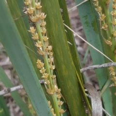 Lomandra longifolia at Bruce, ACT - 2 Oct 2021 04:54 PM