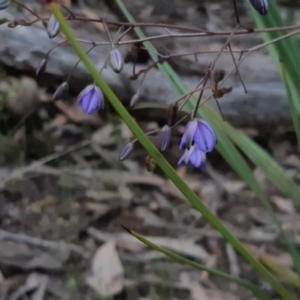 Dianella revoluta at Bruce, ACT - 2 Oct 2021 04:11 PM