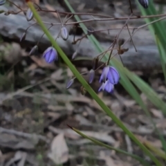 Dianella revoluta (Black-Anther Flax Lily) at Bruce, ACT - 2 Oct 2021 by alell