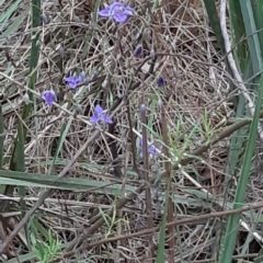 Dianella revoluta at Bruce, ACT - 2 Oct 2021 04:11 PM