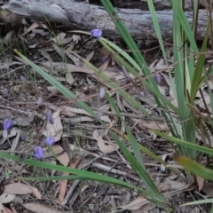 Dianella revoluta at Bruce, ACT - 2 Oct 2021